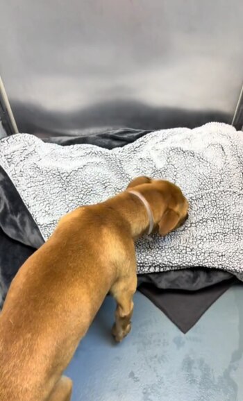 Un colaborador del refugio, a