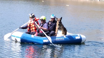 El can rescatado fue transportado