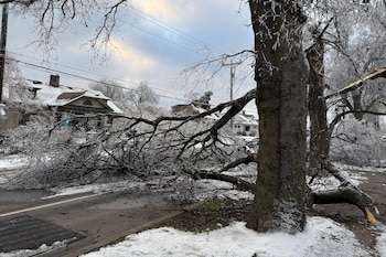 Un árbol bloquea un camino