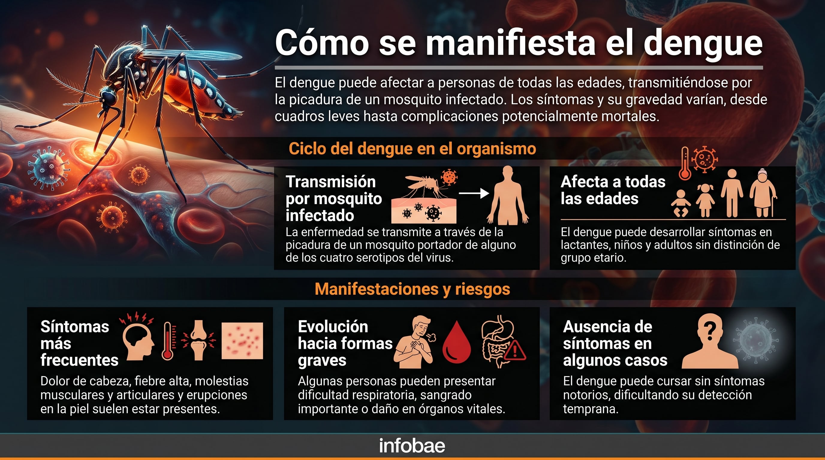 Una infografía detalla la transmisión del dengue por mosquitos, sus síntomas en diferentes grupos etarios y los riesgos de evolución a formas graves, destacando la importancia de la prevención. (Imagen Ilustrativa Infobae)
