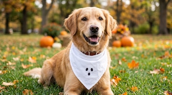 Un perro con un pañuelo blanco con una cara de fantasma dibujada descansa en el césped rodeado de hojas secas y calabazas.