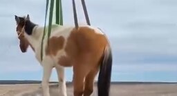 Video: ciego, anciano y atrapado entre rocas, cómo fue el rescate de un caballo abandonado en Río Negro