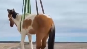 Video: ciego, anciano y atrapado entre rocas, cómo fue el rescate de un caballo abandonado en Río Negro