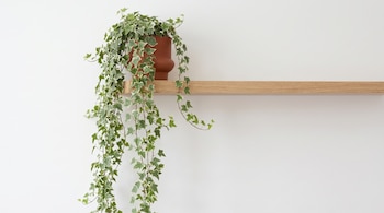 Una planta de hiedra en maceta de barro sobre un estante flotante de madera junto a una pared blanca.