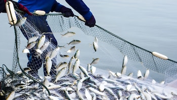 Pesca peruana apuesta por datos e inteligencia artificial para ganar competitividad