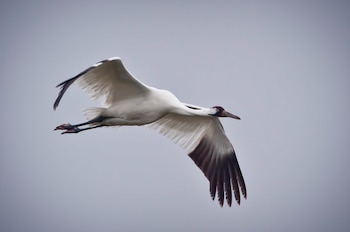 La resiliencia de la grulla
