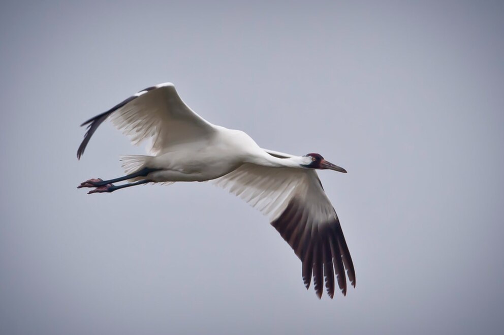La grulla blanca consolida su regreso en Texas, pero la conservación enfrenta nuevos desafíos