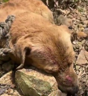 Este caso ha generado un