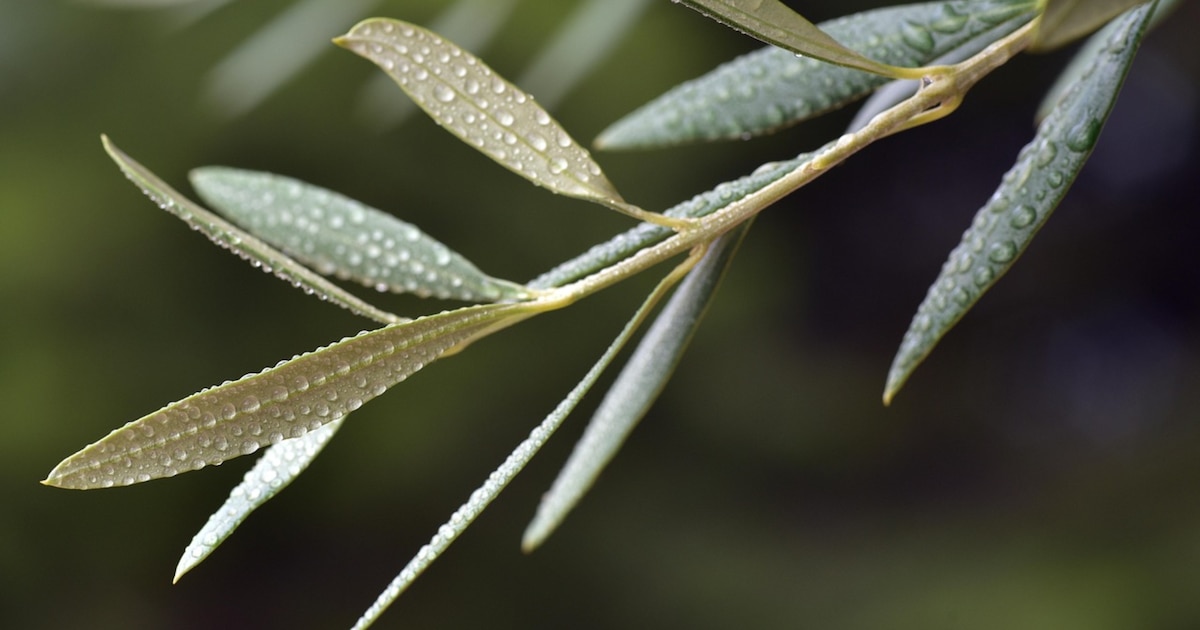Descubre los increíbles beneficios para la salud de las hojas de oliva, más allá del aceite