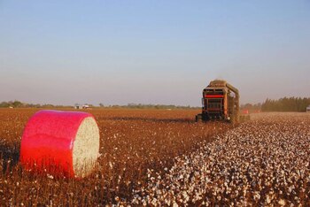 Un ensayo del INTA Reconquista