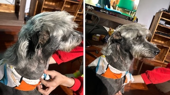 La mascota fue fotografiada por