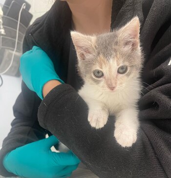 Alice actualmente vive con un