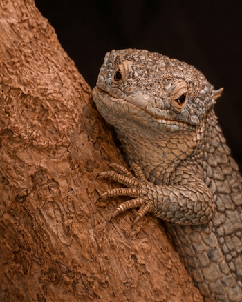 El parque busca reforzar la población silvestre de esta especie endémica de Guatemala, de la que se estiman entre 500 y 700 ejemplares en la naturaleza, tras un trabajo de manejo especializado (Zoológico La aurora)
