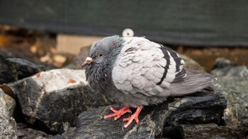 Al ver que prefería el