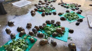 Algunas de las tortugas devueltas