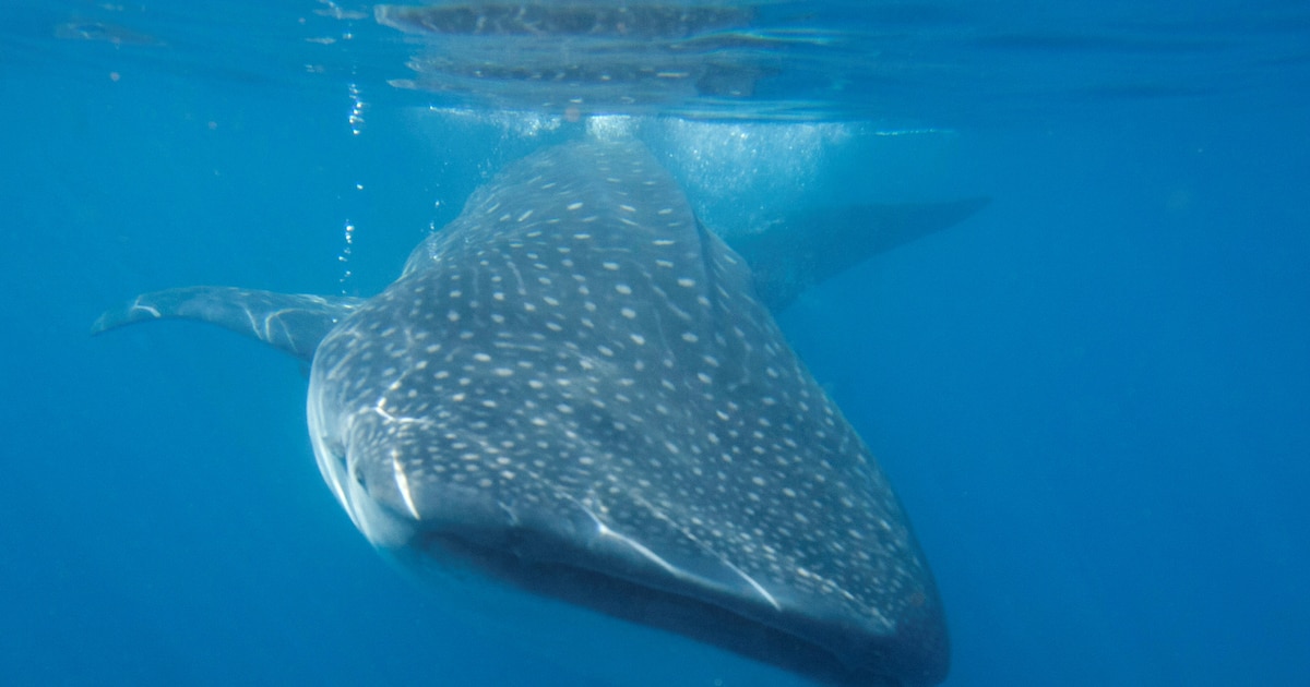 Tibur n Ballena 7 Datos Sorprendentes Sobre El Pez M s Grande Del tibur-n-ballena-7-datos-sorprendentes-sobre-el-pez-m-s-grande-del