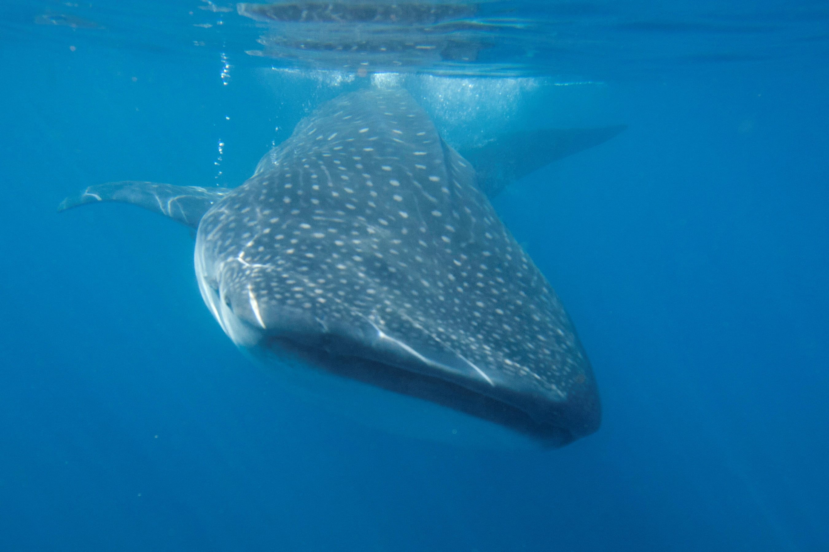 El tiburón ballena puede superar los 18 metros y pesar hasta 42 toneladas, es la especie más grande de todos los peces del planeta y su comportamiento es inofensivo (REUTERS/Victor Ruiz Garcia)