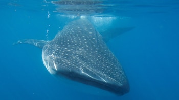 Tiburón ballena: 7 datos sorprendentes sobre el pez más grande del mundo y su lucha por sobrevivir