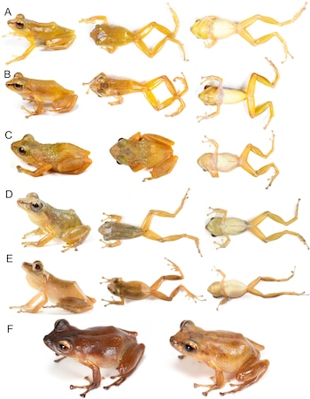 Seis ranas, identificadas de la A a la F. Cada rana aparece en tres vistas: lateral, dorsal y ventral. Fondo blanco. Tonalidades amarillas y marrones