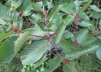 Aunque tiene hojas y frutos