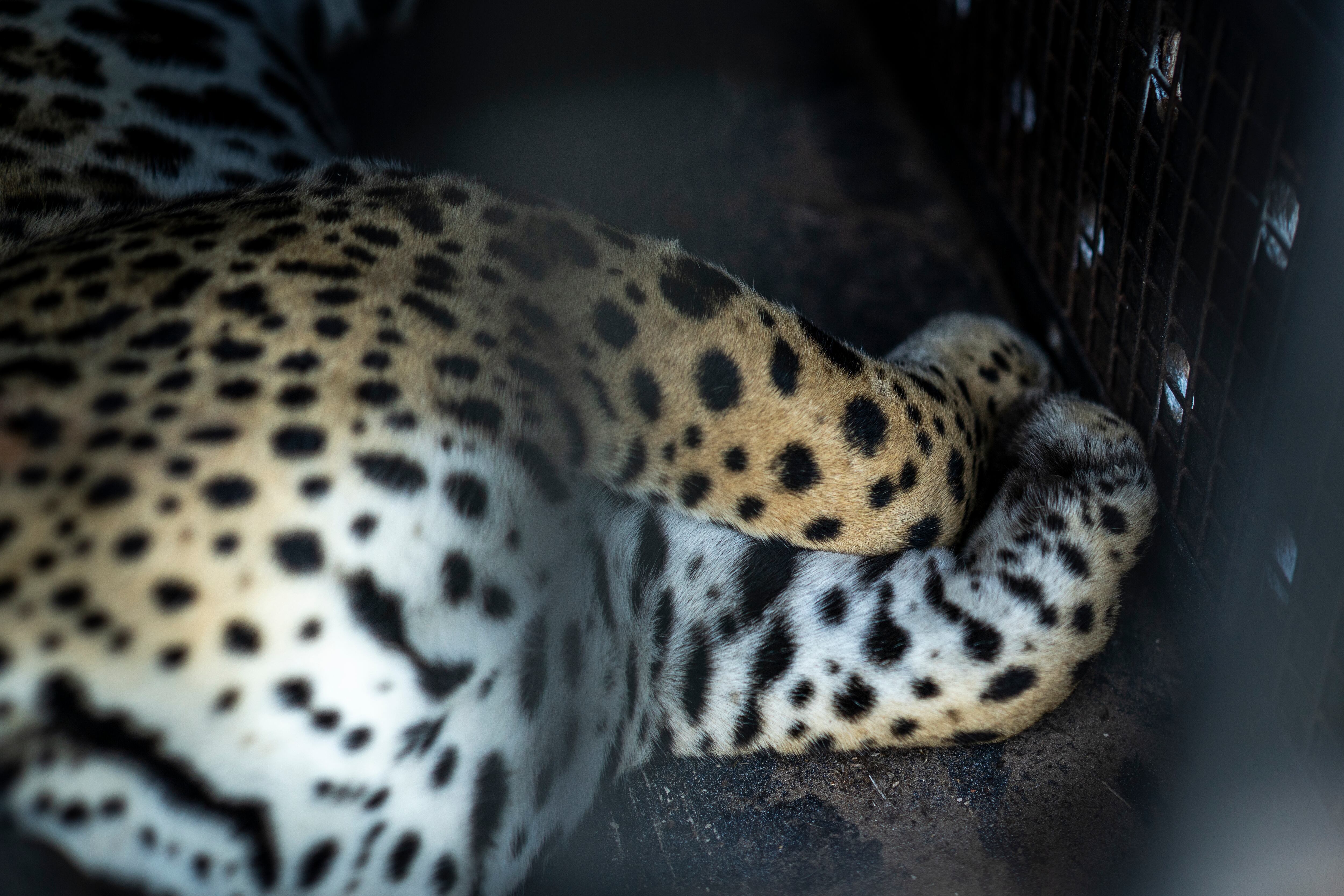 Una hembra de yaguareté anestesiada es trasladada como parte de la expansión del proyecto de reintroducción hacia otras provincias, en cooperación regional (Créditos: Gentileza Sebastián Navajas)