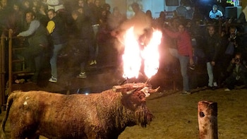 El Supremo da la razón a la Junta y cierra el procedimiento judicial sobre el Toro Jubilo de Medinaceli de 2023