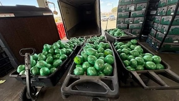 Un camión con vegetales ocultaba 1.277 kilos de presunta metanfetamina valuados en más de USD 25 millones