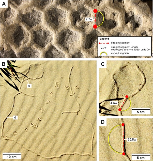 Los investigadores proponen usar ADN ambiental y cámaras submarinas para identificar directamente al organismo que construye las redes (Gentileza, estudio ¿Pueden los artrópodos producir Paleodictyon?, publicado en Earth-Science Reviews)