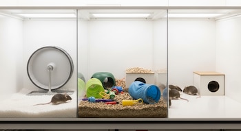 Ratones expuestos a rutinas de