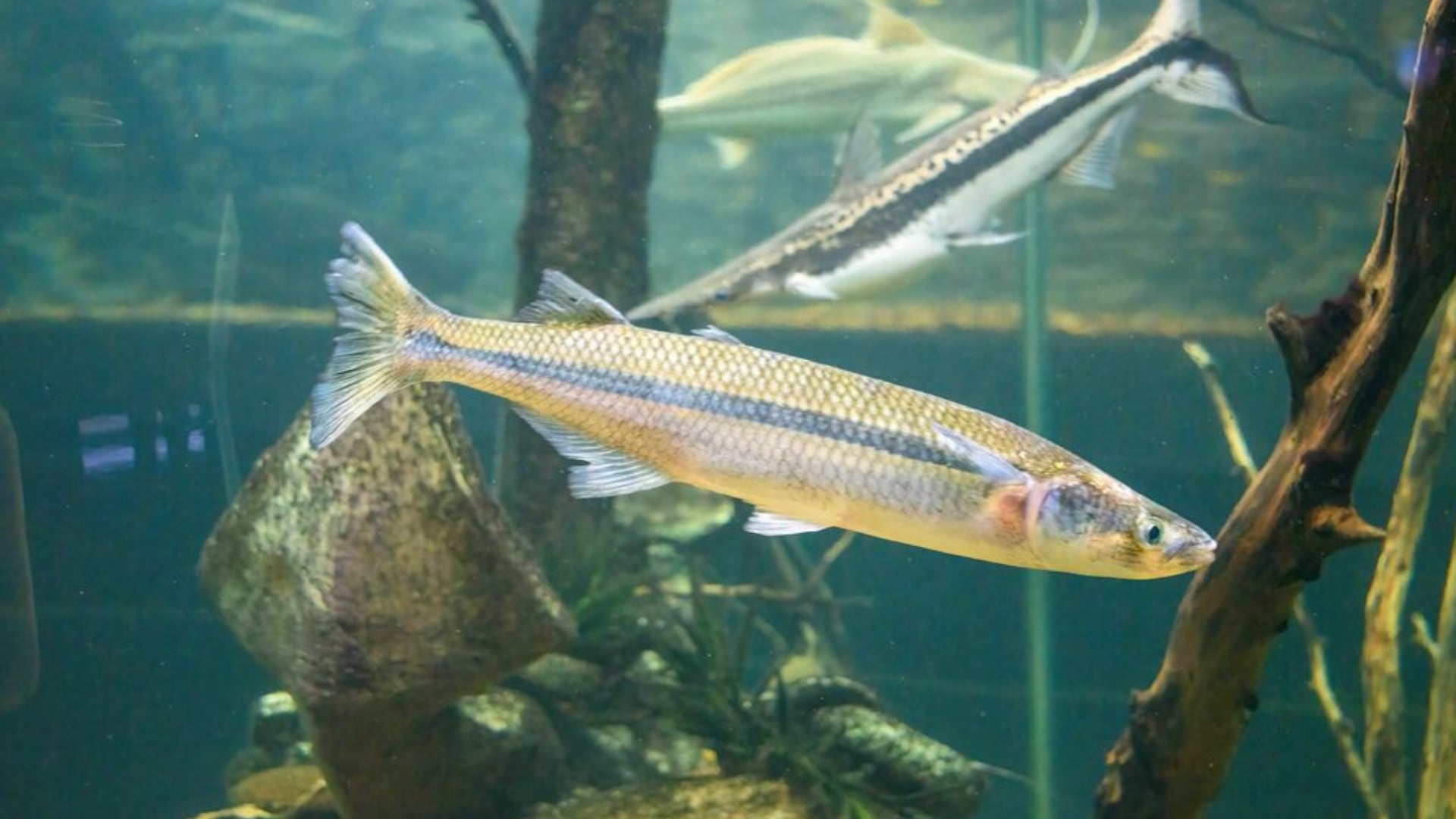 El pejerrey bonaerense es clave en la pesca deportiva de Argentina y tiene alto valor por su sabor y carne blanquísima/Ariel Rotondo - ArgentiNat