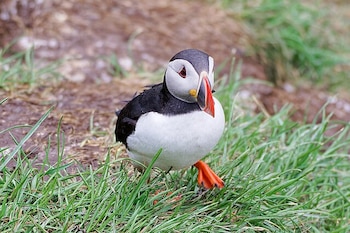 Ejemplar de frailecillo atlántico. (Jakub