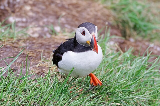 Ejemplar de frailecillo atlántico. (Jakub Haun/Wikimedia Commons)