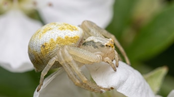 Araña cangrejo Misumena con abdomen blanco y amarillo sobre un pétalo blanco, con un fondo desenfocado de pétalos blancos y hojas verdes.