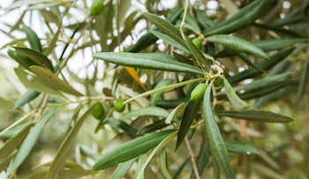 Altura en un punto de referencia de la producción del aceite de oliva en la Comunidad Valenciana. (Turismo de Altura)