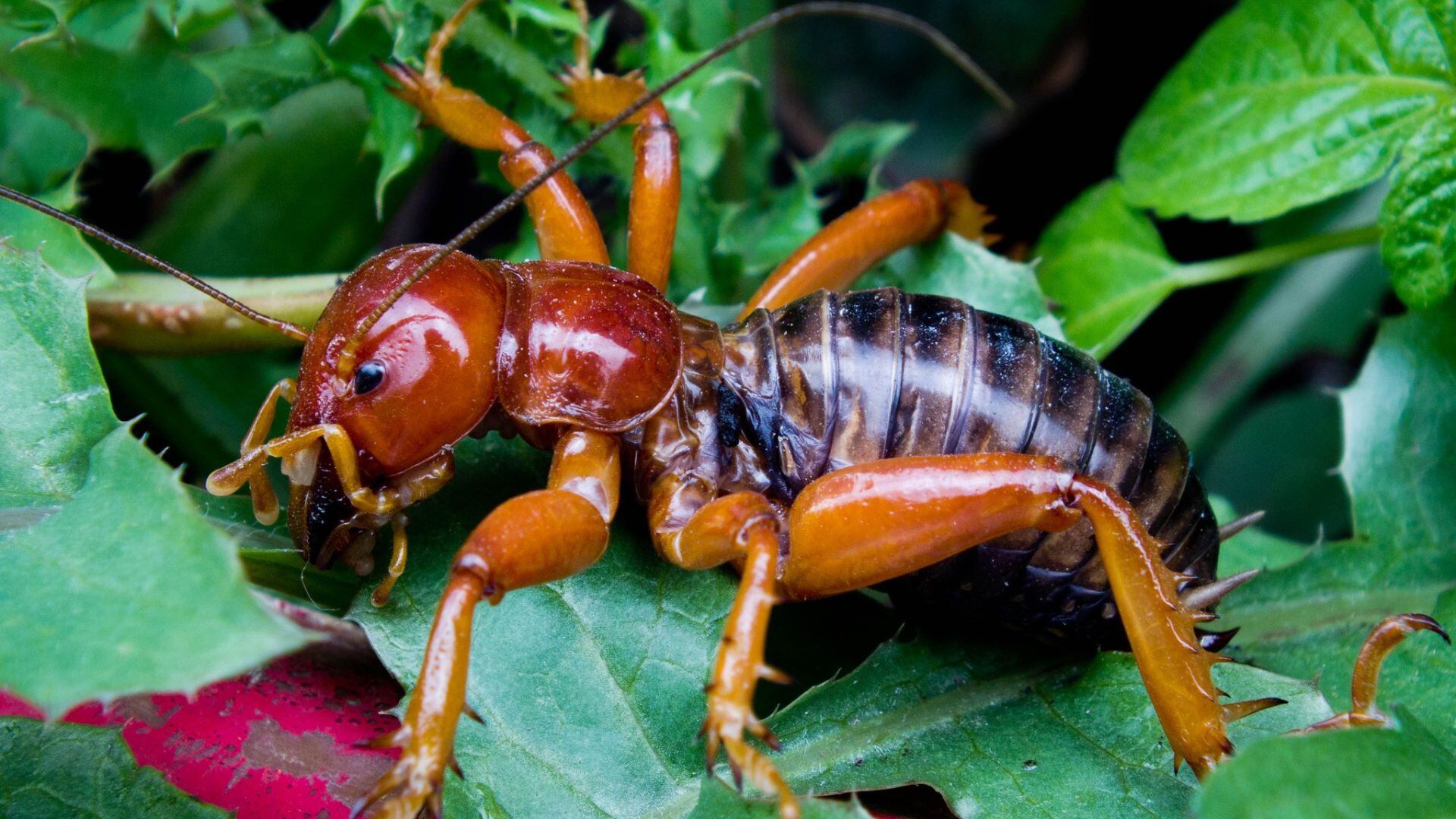 Los cara de niño viven habitualmente bajo la tierra. (Flick/Edgama de Cuates)