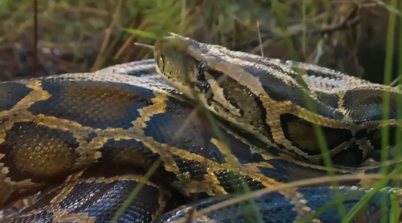 La focalización en hembras fértiles permite optimizar los recursos de control ambiental en los nuevos frentes de invasión (YouTube/@MegaConstru468)
