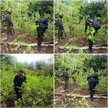 La plantación de hoja de coca fue localizada, destruida e incinerada en la aldea Chicoc II, en una zona montañosa de Cahabón. (Cortesía: PNC de Guatemala)