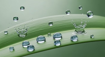 Primer plano de una hoja verde con múltiples gotas de agua; algunas se adhieren esféricamente y otras rebotan formando pequeñas coronas en la superficie.