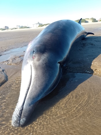 Según las primeros datos, la