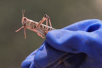 Entre los factores que pueden