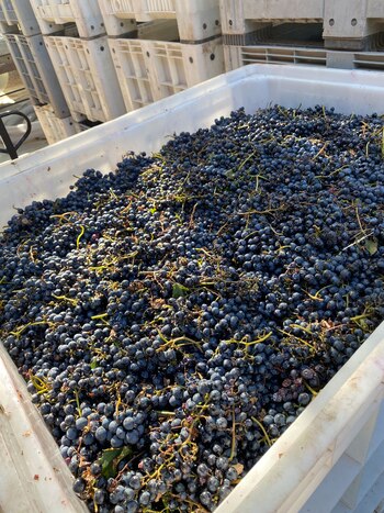 La identidad del vino argentino,