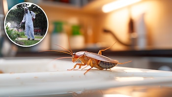 Qué tan cierto es que