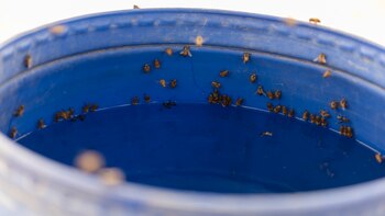 Una nube de abejas en el barril de agua de Pozo del Tigre. (Adrián Escandar)