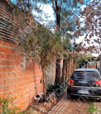 Invasión de ramas, grietas en un tapial y un juicio entre vecinos: la Justicia obliga a una mujer a podar árboles y plantas
