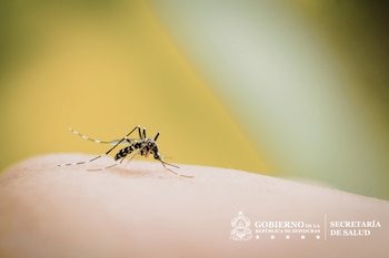 Factores como el cambio climático, el almacenamiento inadecuado de agua y la falta de saneamiento impulsan la expansión del dengue en Honduras.