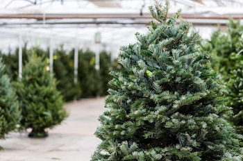 Por qué es tradición el