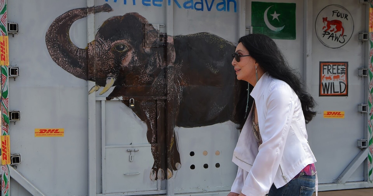 ¡Emergencia en el Zoológico! Cher y 20 Estrellas Exigen Libertad para Dos Elefantes Acosados por el Hacinamiento
