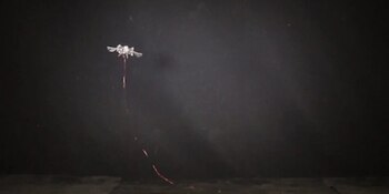 MIT presenta un robot que es del tamaño de un insecto.
