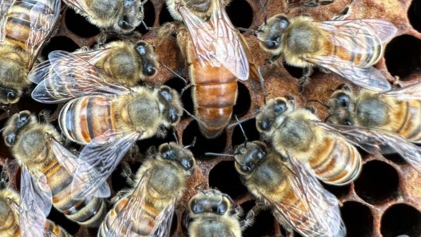 Un estudio de la Universidad de California en San Diego revela que las abejas melíferas optimizan su danza al ser observadas (POLITICA INVESTIGACIÓN Y TECNOLOGÍASEAN BRESNAHAN)
