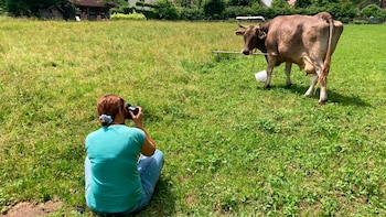 La vaca Veronika desafía las